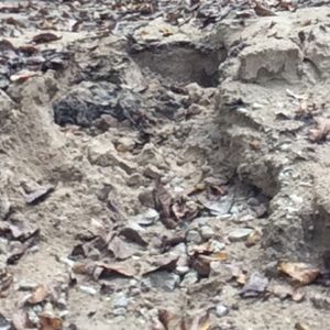 Meet your Posher, Payton